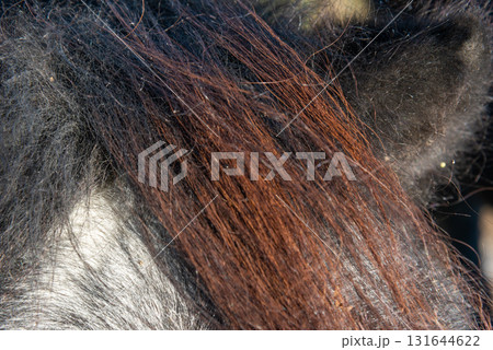 detail of a mane of brown horse grazing on pasture 131644622