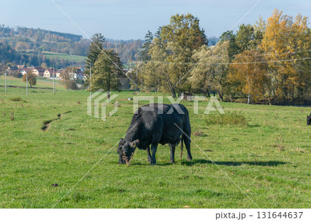 Single black meat cattle grazing on pasture Single black meat cattle grazing on pasture 131644637