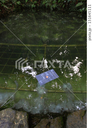 八重垣神社の鏡の池占い 131645111