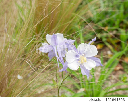 西洋苧環 西洋おだまき チシマルリオダマキ 131645268