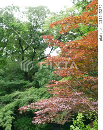楓 カエデ メープル 131645270