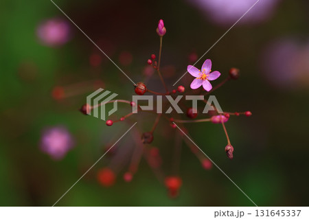 ハゼラン 131645337