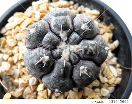 プロチャズキアナム 131645662