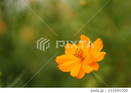 オレンジのコスモス 131645700