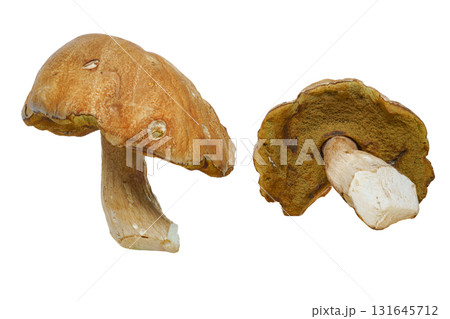 Boletus edulis mushroom on a white isolated background, with the cap and underside of the cap visible 131645712