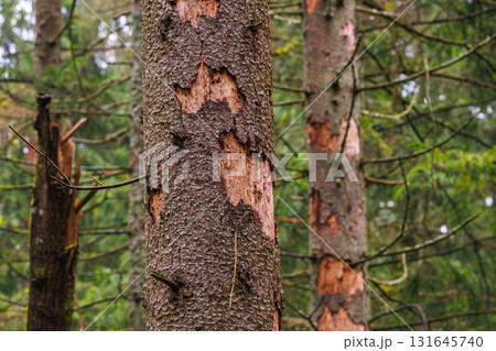 Damage of n spruce tree by European spruce bark beetle - Ips typographus Damage of n spruce tree by European spruce bark beetle - Ips typographus 131645740