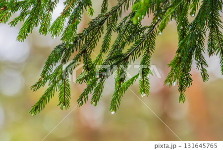 Rain drops on a branches of a fir tree Rain drops on a branches of a fir tree 131645765