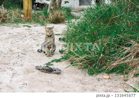 A gray-and-tabby island cat sitting on the sand, avoiding contact and uninterested in being photographed. 131645877