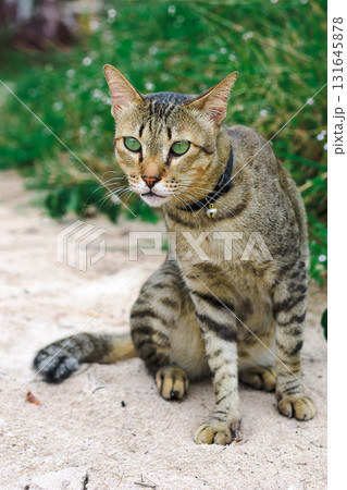 A gray-and-tabby island cat sitting on the sand, staring off into the distance, uninterested in being photographed. A gray-and-tabby island cat sitting on the sand, staring off into the distance, uninterested in being photographed. 131645878