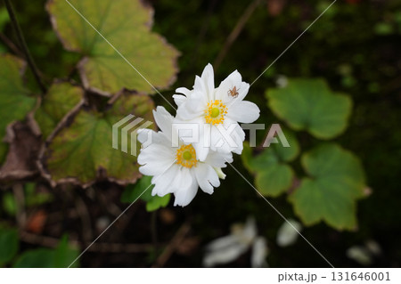 京都の寺院の庭に咲くシュウメイギクの白い花 京都の寺院の庭に咲くシュウメイギクの白い花 131646001