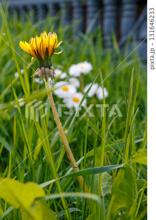 The beauty of wild flowers 131646233