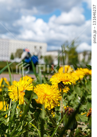 The beauty of wild flowers The beauty of wild flowers 131646237