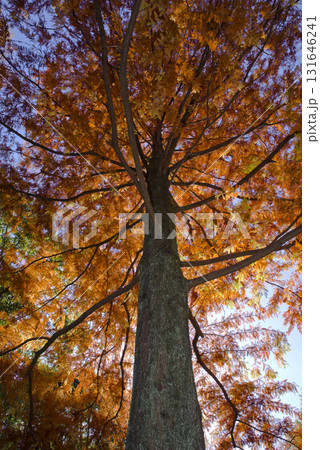 ラクウショウ(落羽松)葉が茶色オレンジ色になっています。学名はTaxodium distichum ラクウショウ(落羽松)葉が茶色オレンジ色になっています。学名はTaxodium distichum 131646241