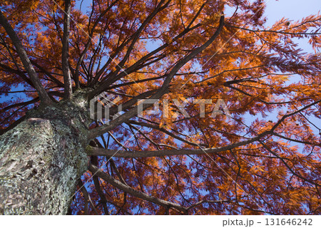 ラクウショウ（落羽松）葉が茶色オレンジ色になっています。学名はTaxodium distichum 131646242