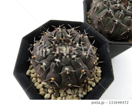 黒刺鳳頭 黒刺鳳頭 131646472