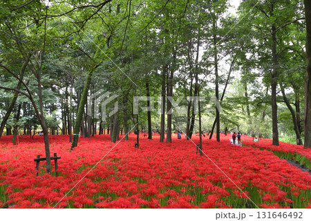 咲き乱れる巾着田ヒガンバナ（2022年） 131646492