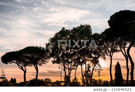 Silhouettes of tall trees against colorful sunset sky in scenic landscape in Rome Silhouettes of tall trees against colorful sunset sky in scenic landscape in Rome 131646521