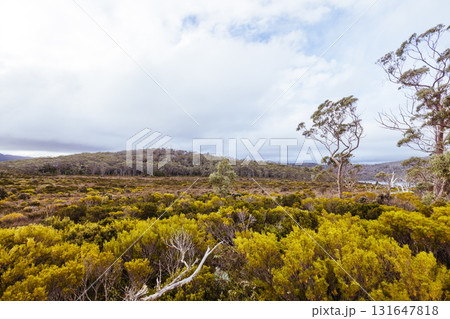 Lake Dobson Area in Tasmania Australia 131647818