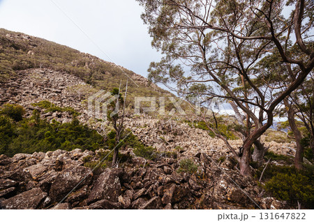 Lake Dobson Area in Tasmania Australia Lake Dobson Area in Tasmania Australia 131647822