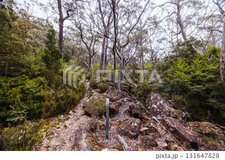 Lake Dobson Area in Tasmania Australia 131647828