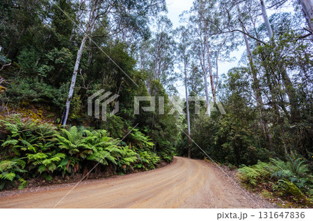 Lake Dobson Area in Tasmania Australia 131647836