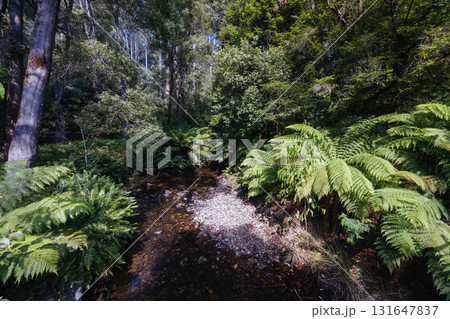 Mt Field National Park Tasmania Australia Mt Field National Park Tasmania Australia 131647837
