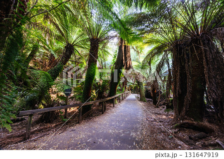 Mt Field National Park Tasmania Australia Mt Field National Park Tasmania Australia 131647919