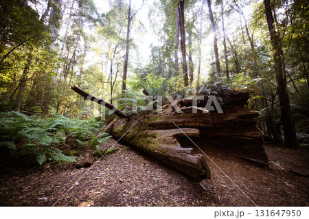 Mt Field National Park Tasmania Australia 131647950