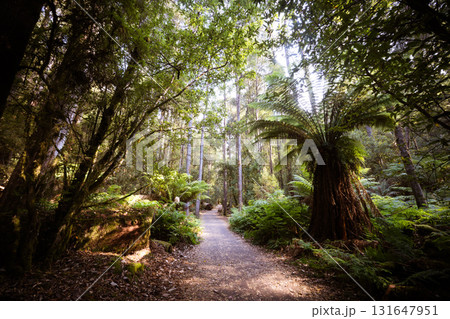 Mt Field National Park Tasmania Australia 131647951