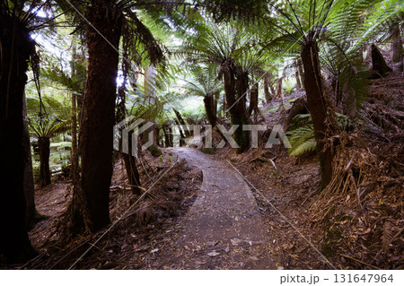 Lady Barron Falls Circuit in Tasmania Australia 131647964