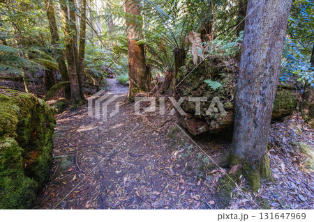 Lady Barron Falls Circuit in Tasmania Australia 131647969