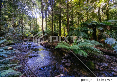 Lady Barron Falls Circuit in Tasmania Australia Lady Barron Falls Circuit in Tasmania Australia 131647971