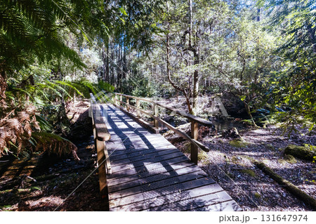 Lady Barron Falls Circuit in Tasmania Australia 131647974