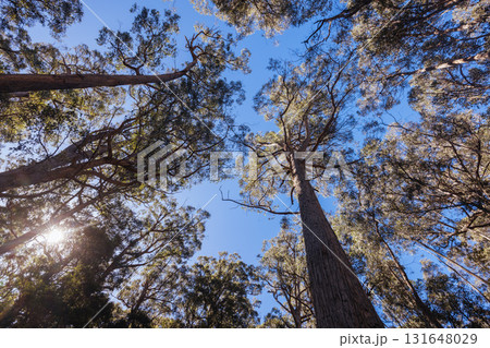Lady Barron Falls Circuit in Tasmania Australia 131648029
