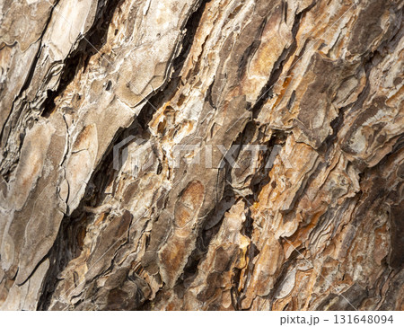 Maritime Pine, Pinus pinaster trunk symbol. Texture made of maritime pine tree bark. Beautiful Maritime Pine, Pinus pinaster trunk background. Conceptual image. Peaceful nature. Maritime Pine, Pinus pinaster trunk symbol. Texture made of maritime pine tree bark. Beautiful Maritime Pine, Pinus pinaster trunk background. Conceptual image. Peaceful nature. 131648094