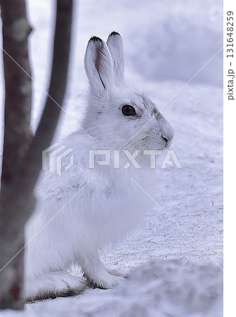雪に溶け込むエゾユキウサギ 131648259
