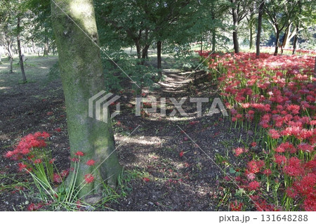 土に還る巾着田ヒガンバナ(2021年9月) 土に還る巾着田ヒガンバナ(2021年9月) 131648288