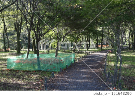 土に還る巾着田ヒガンバナ（2021年9月） 131648290