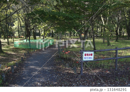 土に還る巾着田ヒガンバナ（2021年9月） 131648291