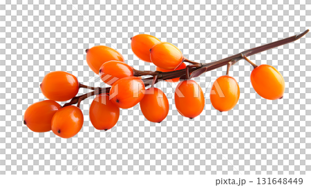 on a stark white backdrop, a gently curving twig showcases vibrant orange berries. the smooth, oval fruits are clustered closely along the dark branch 131648449