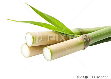 three pieces of cut plant stalks are laid on a stark white surface, with two green leaves sprouting from near the end of one stalk 131648462