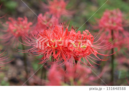 クロ－ズアップ クローズアップ 接写 131648588