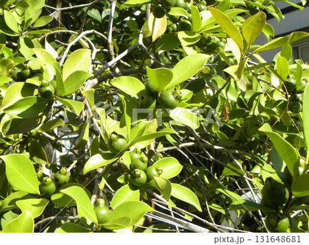 収穫の始まったグァバの実 収穫の始まったグァバの実 131648681