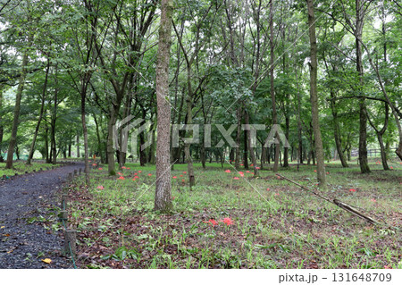 晩夏の早咲きヒガンバナ（埼玉県日高市：巾着田） 131648709