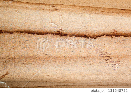 Close-Up of a Smooth Trunk of a Tropical Tree, Highlighting the Unique Texture and Natural Beauty of Exotic Flora in a Lush Environment Close-Up of a Smooth Trunk of a Tropical Tree, Highlighting the Unique Texture and Natural Beauty of Exotic Flora in a Lush Environment 131648732