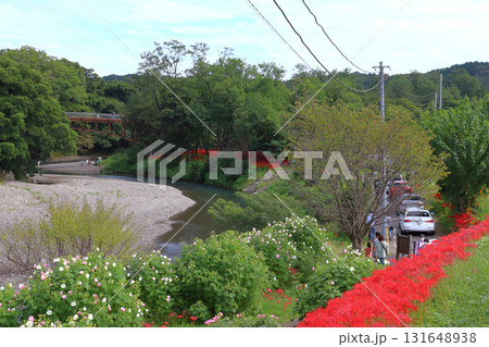 ヒガンバナ見頃の巾着田へ向かうマイカー観光客(埼玉県日高市) ヒガンバナ見頃の巾着田へ向かうマイカー観光客(埼玉県日高市) 131648938