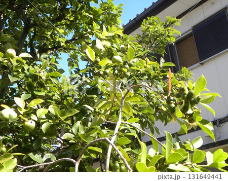 収穫はまだ先の花梨と収穫の始まったグァバの実 131649441