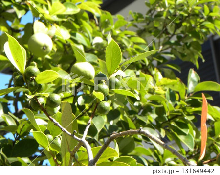 収穫はまだ先の花梨と収穫の始まったグァバの実 収穫はまだ先の花梨と収穫の始まったグァバの実 131649442