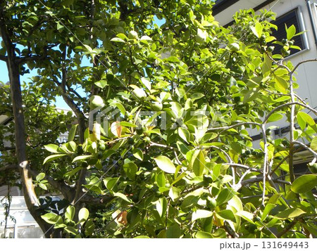 収穫はまだ先の花梨と収穫の始まったグァバの実 131649443