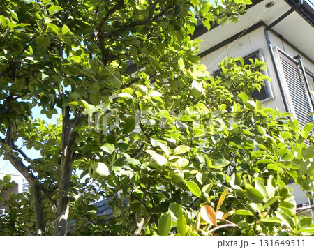 未だ未だ青いトロピカルフルーツヒメグァバの実 131649511